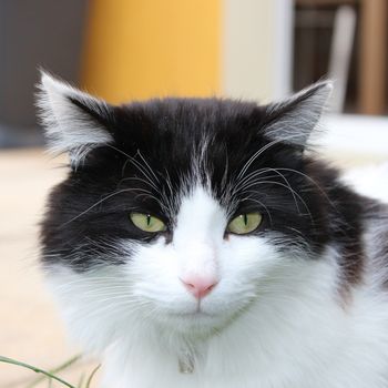 A black and white cat face, with green eyes