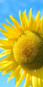 macro close up of a sunflower in vivid colors