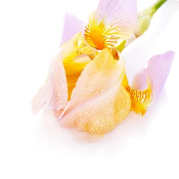 Iris flower. Yellow iris. Petals of a  flower of an iris. Flower in dew drops. Flower petals in dew drops.