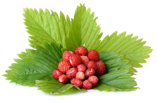 juicy wild strawberrys on strawberry leafs isolated on white