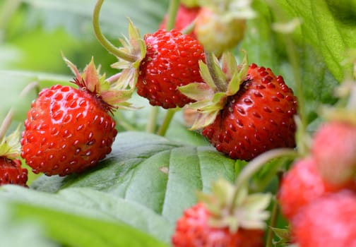 Close view if wild strawberries in soft focus