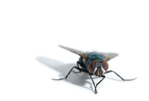 a macro of fly on a white background shalloe DOF focus on the compound eyes