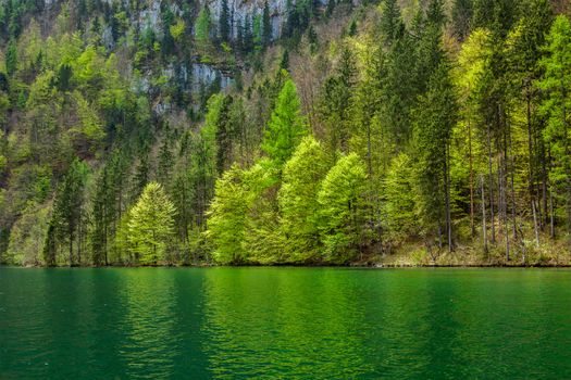 Green trees reflecting in lake. K��nigssee, Bavaria, Germany