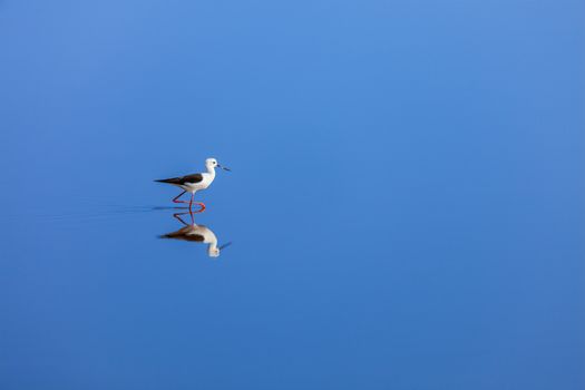 Solitude concept background -  The Black-winged Stilt ( Common Stilt, or Pied Stilt (Himantopus himantopus)) in water with reflection