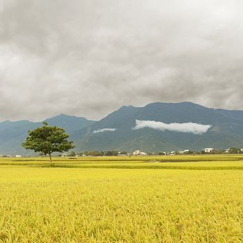 Rural scenery with golden paddy rice farm in Taitung, Taiwan, Asia.