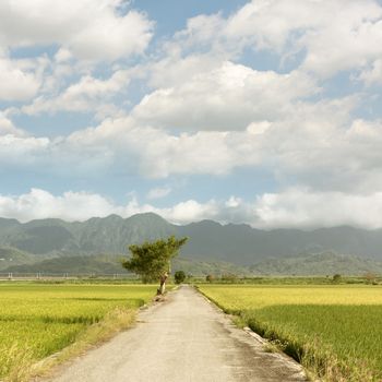 Road and paddy rice farm in with nobody, Hualien, Taiwan, Asia.
