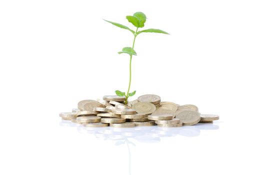 concept of new money growth a budding plant growing in coins isolated on white background