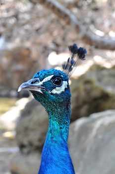 Peacock