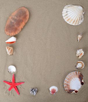 beach sand framed with sea creachers
