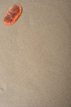 sand textured background with vivid crab perfect for backgrounds and menus