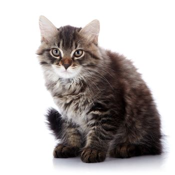 Striped fluffy kitten. Striped not purebred kitten. Kitten on a white background. Small predator. Small cat.