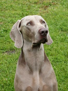 Portrait of Weimartaner Short Haired dog