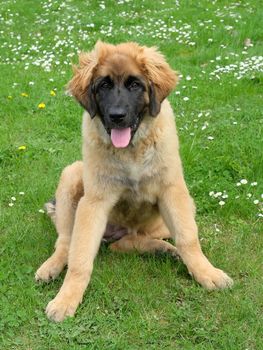 Typical Leonberger dog on a spring meadow