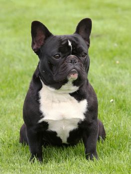 Typical Black French Bulldog on a green grass lawn