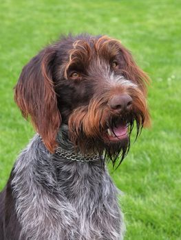 Typical Bohemian Wire-haired Pointing Griffon