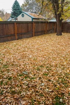 Wide angle view of leaves sitting on the lawn ready to be raked up and maybe played in.