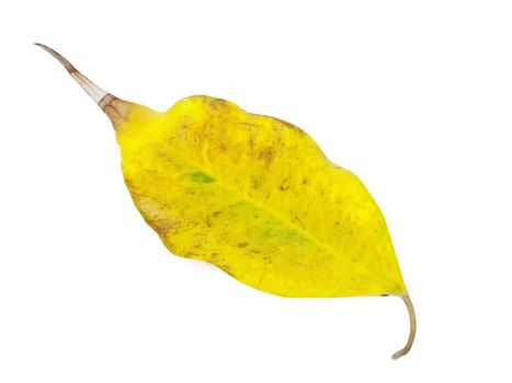 yellow autumn leaf isolated on a white background