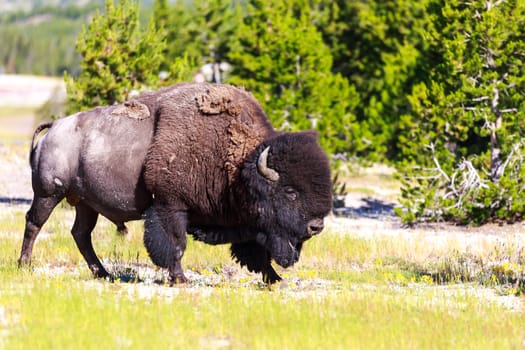 Adult Bison at Yellowstone National Park