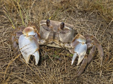 Land crab  living on  the grass airfield, Bird island, Seychelles