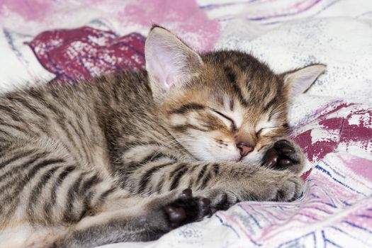 Kitten - detail of the head of sleeping kitten