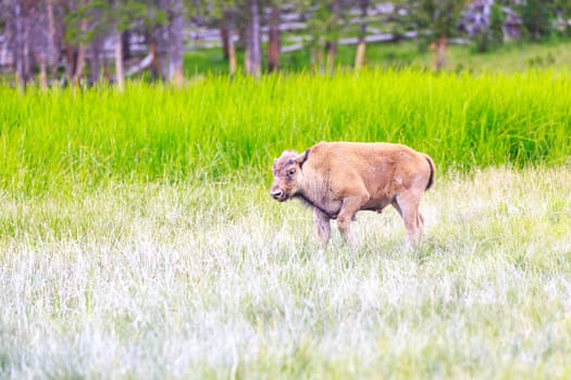 Bison calf walking .
Taken at Yellowstone national park, summer time.