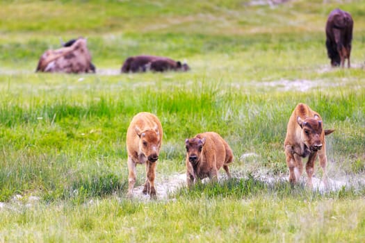3 Bison calf walking towards you, exploring side by side.  Some adult bison in the far background, relaxing.