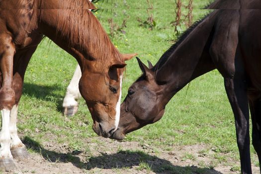 Shot of the bay horse on pasture