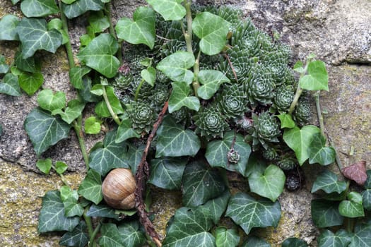 Detail of the overgrown wall with snail