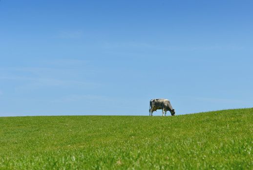 one cow grazing on grass horizon and blue sky