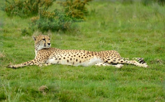 female cheetah laying down in grass after big chase