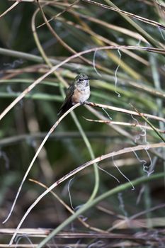 Tiny hummingbird perches, hidden in sword-like leaves of desert plants in Arizona's Sonoran Desert region. 