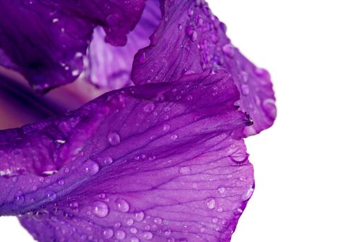 Violet flower. Iris flower. Violet iris. Petals of a violet flower of an iris. Flower in dew drops. Flower petals in dew drops.