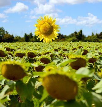 Standing out from the crowd on sunflower above all the rest.