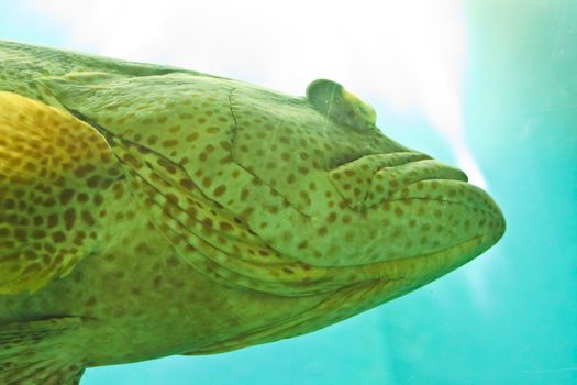 fish  in the aquarium of Rayong province,Thailand 