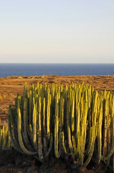 Succulent Plant Cactus on the Dry Desert at Sunset