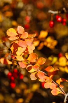 Berries and leaves in autumn forest close-up shot