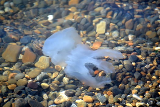 The jellyfish floats along the stony coast.