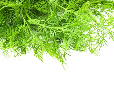 Fresh twigs of green dill isolated on white background