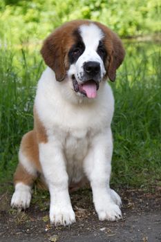 St. Bernard dog sitting on a background of green vegetation