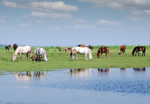 herd of horses on pasture by river