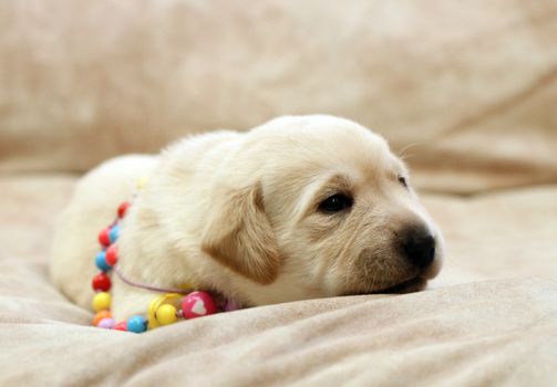 sweet yellow labrador puppy on the pale background in colour beads