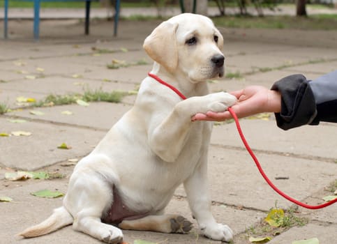 happy yellow labrador puppy giving a paw
