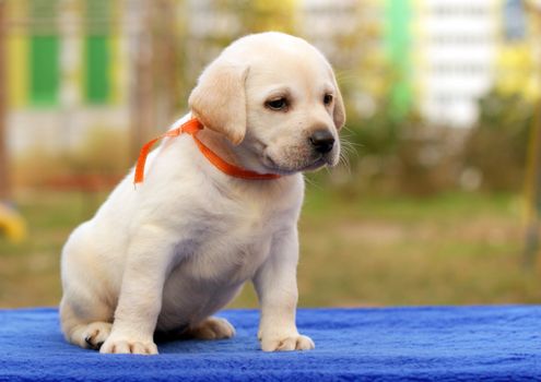 happy yellow labrador puppy laying on the table