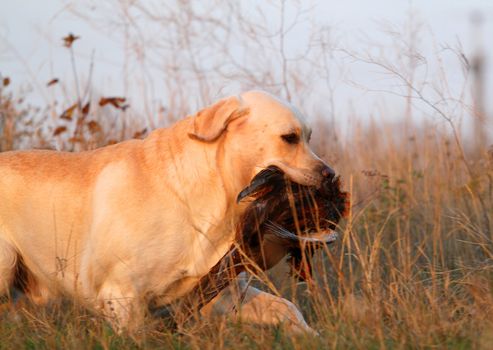 a hunting yellow labrador with a pheasant in autumn