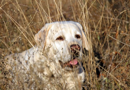 yellow labrador in the park in autumn portrait in the yellow grass