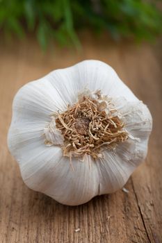 View of the bottom of a bulb of fresh garlic showing the shape of the individual cloves used as a seasoning and flavouring in cooking