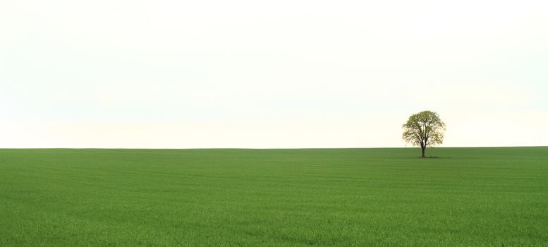 Green tree in full leaf in a field summer