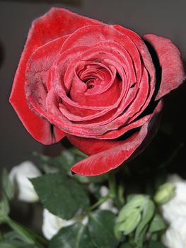 Red rose flower with a green stem. Black and white background.