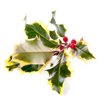 a branch of holly from above, for Christmas, on a white background