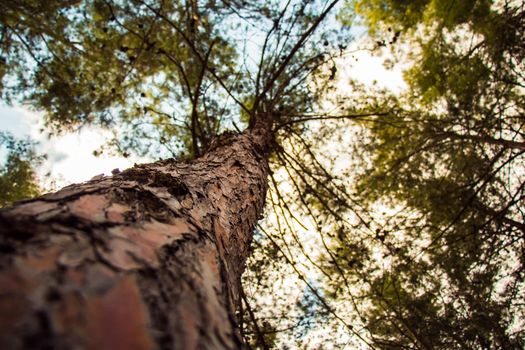 Tree with a narrow depth of field